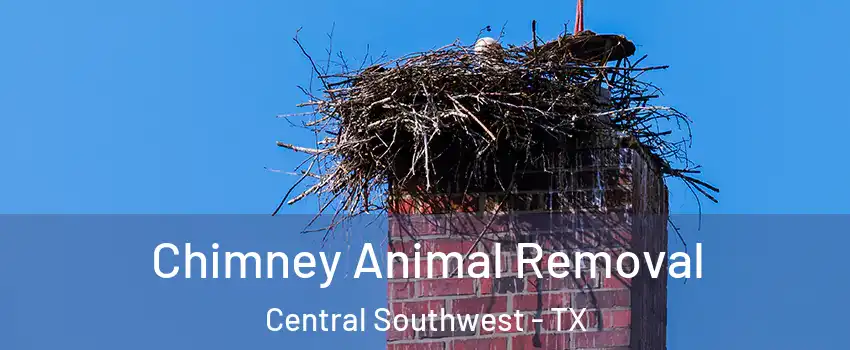 Chimney Animal Removal Central Southwest - TX