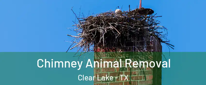 Chimney Animal Removal Clear Lake - TX