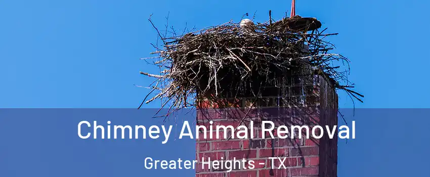 Chimney Animal Removal Greater Heights - TX