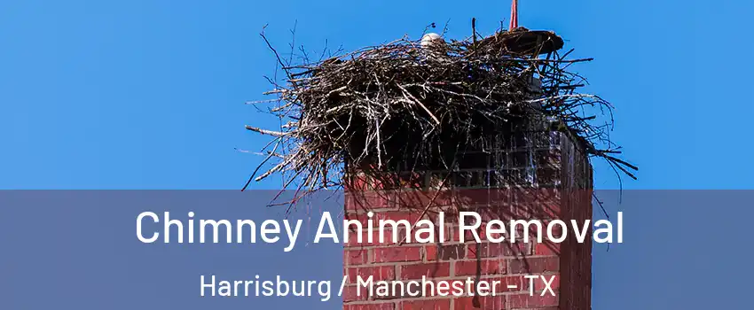 Chimney Animal Removal Harrisburg / Manchester - TX