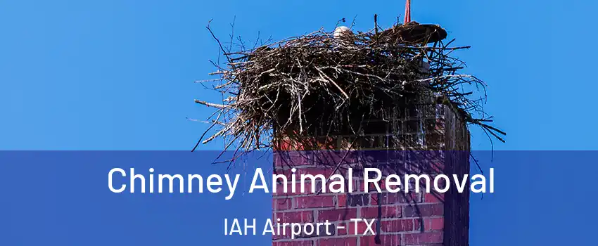 Chimney Animal Removal IAH Airport - TX