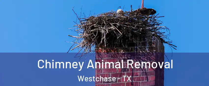 Chimney Animal Removal Westchase - TX