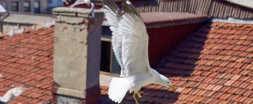 Residential Chimney Animal Removal Solution in Park Place, TX